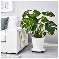 Monstera Pflanze Fensterblatt 21 Cm Ikea Deutschland Ikea Pflanzen Monstera Pflanzen Fur Innen