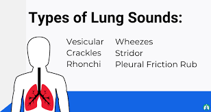 Lung Sounds The Ultimate Guide To Breath Sounds And Auscultation