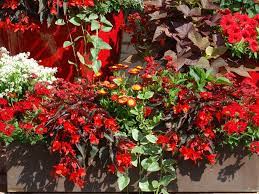 Bluhpflanzen Fur Den Balkon Pflanzen Balkon Blumen Garten