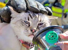 Find cats & kittens ads in melbourne region, vic. 1fvej1rpywqrum