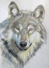 How To Draw A Wolf In Pencil Cartoon Wolf Drawing Wolf Drawing Animal Drawings