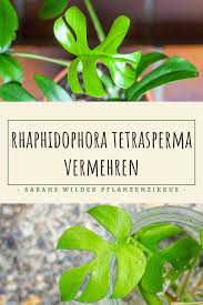 Anleitung Rhaphidophora Tetrasperma Monstera Minima Einfach Vermehren Exotische Zimmerpflanzen Pflanzen Zimmerpflanzen