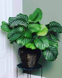 Stunning And Lush Large Calathea Orbifolia In Store Now We Re Open Today Wednesday 10 2 Thursday 10 4 Plant Decor Easy House Plants House Plants Decor