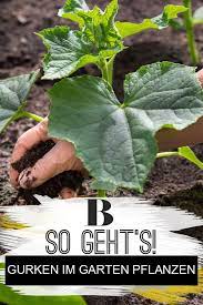 Gurken Pflanzen Im Eigenen Garten So Geht S Gemuse Pflanzen Zucchini Pflanzen Pflanzen