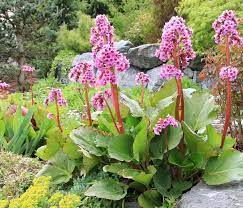 Der Schatten Bluht Auf Garten Garten Bepflanzen Pflanzen