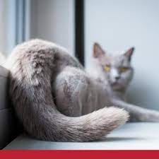 Get the answers to any question. An Overview Of Stud Tail In Cats Petlifesa