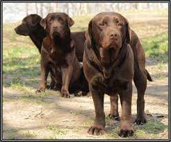 The choco club on facebook. Carter Farms
