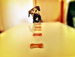 The world wide release of pet fooled, an investigative expose of the inner workings inside the commercial pet food industry, which has went. The Truth About Dog Food An Expose Every Dog Lover Needs To Read The Dog People By Rover Com