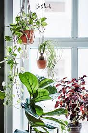 Fur Die Grune Oase Zu Hause Die Limitierte Botanisk Kollektion Von Ikea Schone Blumen Pflanzen Ikea