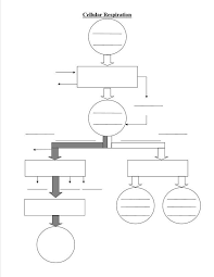 Biochemical Pathway Of Cell Respiration Flow Chart Elegant 1energy T Pelosi Of 52 Fresh Biochemical Pat Cellular Respiration Biology Worksheet Cell Respiration
