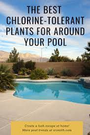 From Tall Trees To Groundcovers We Ve Rounded Up The Best Chlorine Tolerant Plants To Put Arou Water Tolerant Landscaping Landscaping Around Pool Cool Plants
