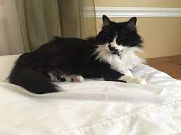 172 cat sitters near you. How To Find Most Trusted Professional Pet Sitting Services In Sarasota Petsitter Dog Cat Sarasota Lcc Cat Sitting Pet Sitting Services Pet Sitters