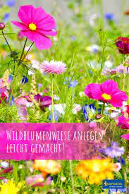Wildblumenwiese Fur Insektenschutz Anlegen Leicht Gemacht Wildblumenwiese Wildblumenwiese Anlegen Blumenwiese Anlegen