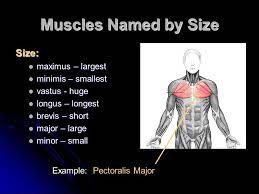 Most skeletal muscles have names that describe some feature of the muscle. Characteristics Used To Name Skeletal Muscles Ppt Video Online Download