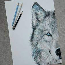 Colored Pencil Drawing Of A Wolf Wolf Colors Wolf Face Drawing Wolf Drawing