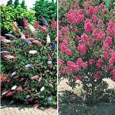 Schnell Wachsende Baume Und Straucher Die Besten Arten Straucher Garten Pflanzen Garten Anpflanzen