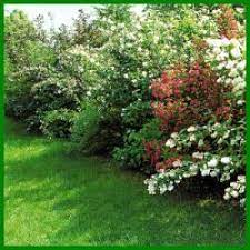 Sichtschutzhecken Aus Bluhenden Strauchern Flowering Shrubs Diy Herb Garden Landscaping Around Trees