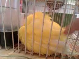 Come respira il gatto normalmente. Canarino Ammalato Youtube