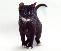Ojos azules are a relatively new breed of domestic cat. Ojos Azules International Cat Care