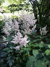 Die Im Schatten Wachsen Stauden Und Farne Fur Lichtarme Gartenbereiche Lebe Lieber Fesch Stauden Waldpflanzen Prachtspiere