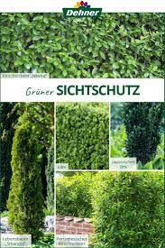 Gruner Sichtschutz Hecke Pflanzen Garten Hecken Heckenpflanzen