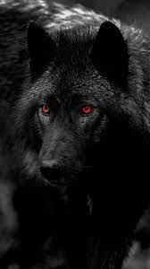 Black wolf wallpapers and stock photos image: Black Wolf Wallpapers Free By Zedge