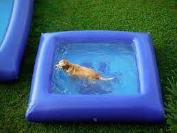 Googydog Com Dog Pool Pets Fur Kids