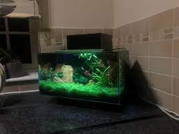 My Fluval Edge Planted Beta Kitchen Tank Plantedtank Fish Tank Kitchen Tank Aquascape