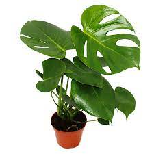Monstera Deliciosa Window Leaf 12cm Pot About 30 35cm High