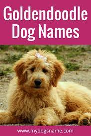 Find the perfect goldendoodle puppy at puppyfind.com. 150 Perfect Goldendoodle Names My Dog S Name Goldendoodle Names Dog Names Mini Goldendoodle Puppies
