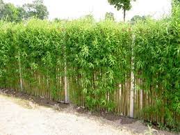 Alternative Zu Zaun Und Hecke Zaun Garten Bepflanzung Garten