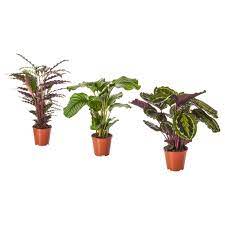 Calathea Plante Calathea Forskellige Slags Ikea Calathea Pot Plante Decoration Plante