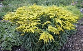 Kanadische Goldrute Leuchtender Spatsommerbluher Ziergarten Goldrute Pflanzen