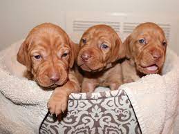 Explore 95 listings for vizsla puppies for sale at best prices. Dallas Vizslas Puppies Rescue