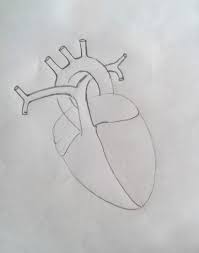 How To Draw Human Heart Labeled Human Drawing Heart Anatomy Drawing Heart Drawing