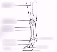 Кости анатомии передних ног дога. Horse Leg Bones Diagram Quizlet