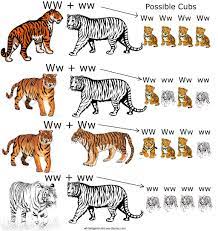 Nevertheless, their population is on the increase. 2 White Tiger Genetics The Basics White Tigers The Truth