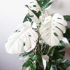 Monstera Deliciosa Variegata Plants Variegated Plants Pretty Plants