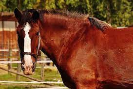 意外と厳しい 競走馬の名前をつける時のルール 基準 競馬情報サイト