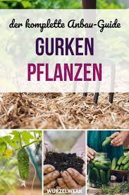 Gurken Pflanzen Anbauen Und Ernten Die Komplette Anleitung Wurzelwerk Organic Horticulture Plants Growing Vegetables
