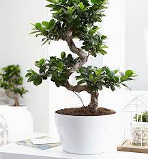 Bonsai Xl Ficus Indoor Plants Plantshop Me Bonsai Ficus Indoor Bonsai Tree Plants