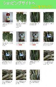 農家直送 びわの葉温灸 安心 安全平浦びわ組合