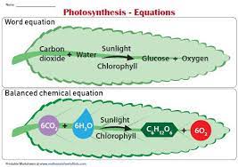 Photosynthesis Equations Chart Photosynthesis Worksheet Photosynthesis And Cellular Respiration Photosynthesis