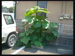 この巨大な雑草の名前と 対策を教えて下さい この巨大な雑草の名前 ガーデニング 家庭菜園 教えて Goo