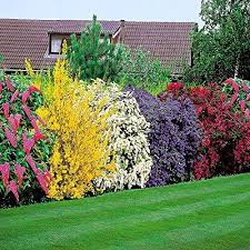 Bluhende Hecke 5 Heckenpflanzen Meingartenshop Http Www Amazon De Dp B00eaiduuu Ref Cm Sw R Pi Dp Baxfvb1j8rcg0 Garten Hecken Garten Pflanzen Garten