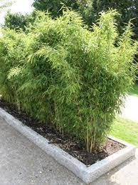 Bildergebnis Fur Sichtschutz Garten Pflanzen Tuin Ideeen Tuin Tuin Grassen