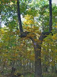 Secret Goal Post Tree In Tecumseh Mi Tree Tecumseh Special Places