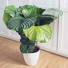 Don T We Just Love Ikea I Just Bought This 60cm High Beauty For 9 99 Again Accidentally With No Me Calathea Plant House Plants Decor Indoor Tropical Plants