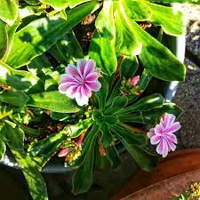 Lewisen Sind Wunderschone Kleine Bluhpflanzen Garten Blumen Blumengarten Gartenzeit Gartenliebe Gartenblumen Gart Pflanzen Blumen Fotografie Blumenfotos