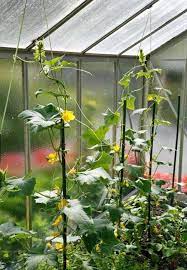 Gurken Aussaen Und Anbauen Garten Gewachs Gurken Im Gewachshaus